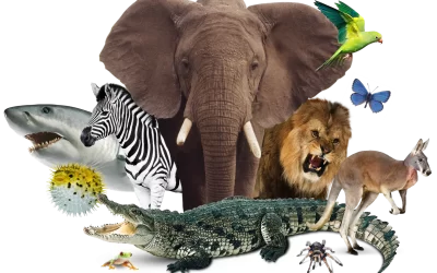 Celebrating our Bio-Diversity!