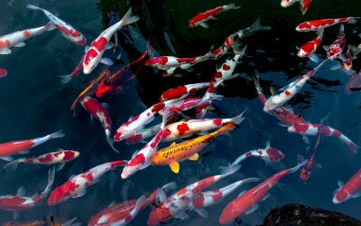 Unlock your Potential with GRIT