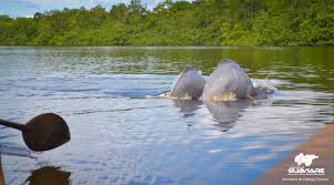 Damas del Nare, Guaviare